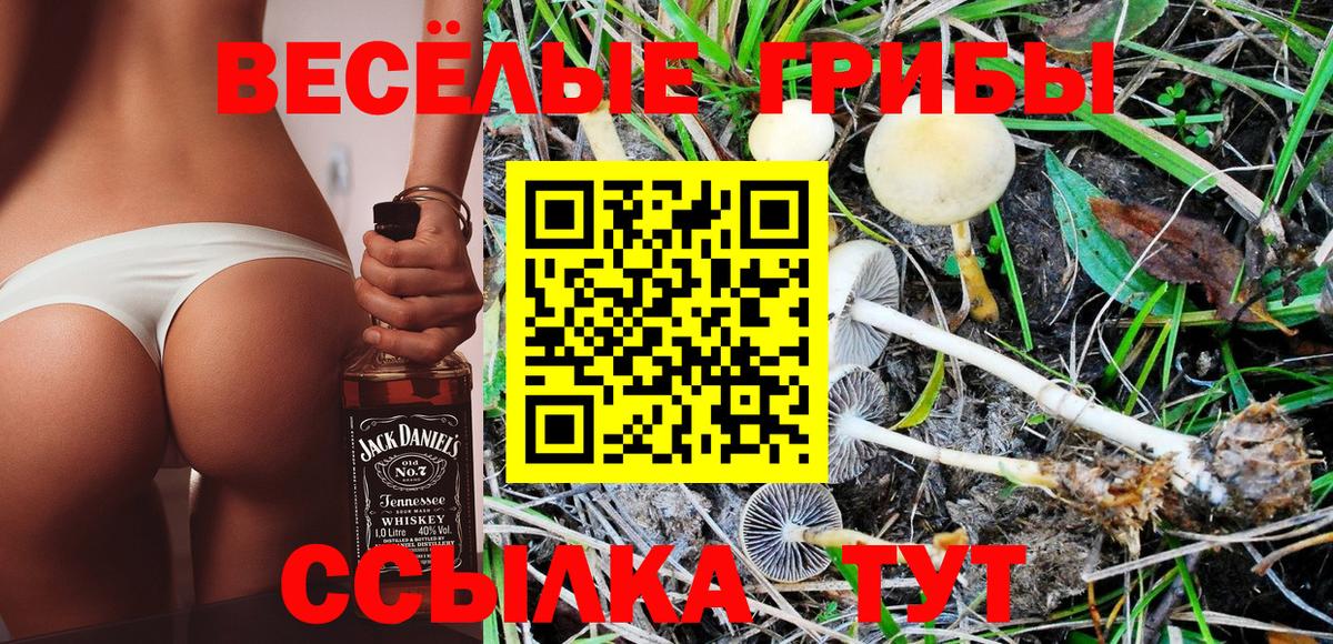 Псилоцибиновые грибы Psilocybe Нововоронеж
